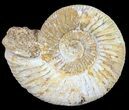 Perisphinctes Ammonite - Jurassic #54221-1